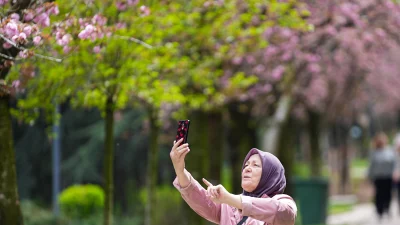 Dikmen Vadisi’nde açan Japon kiraz çiçekleri, başkentte baharın simgesi haline