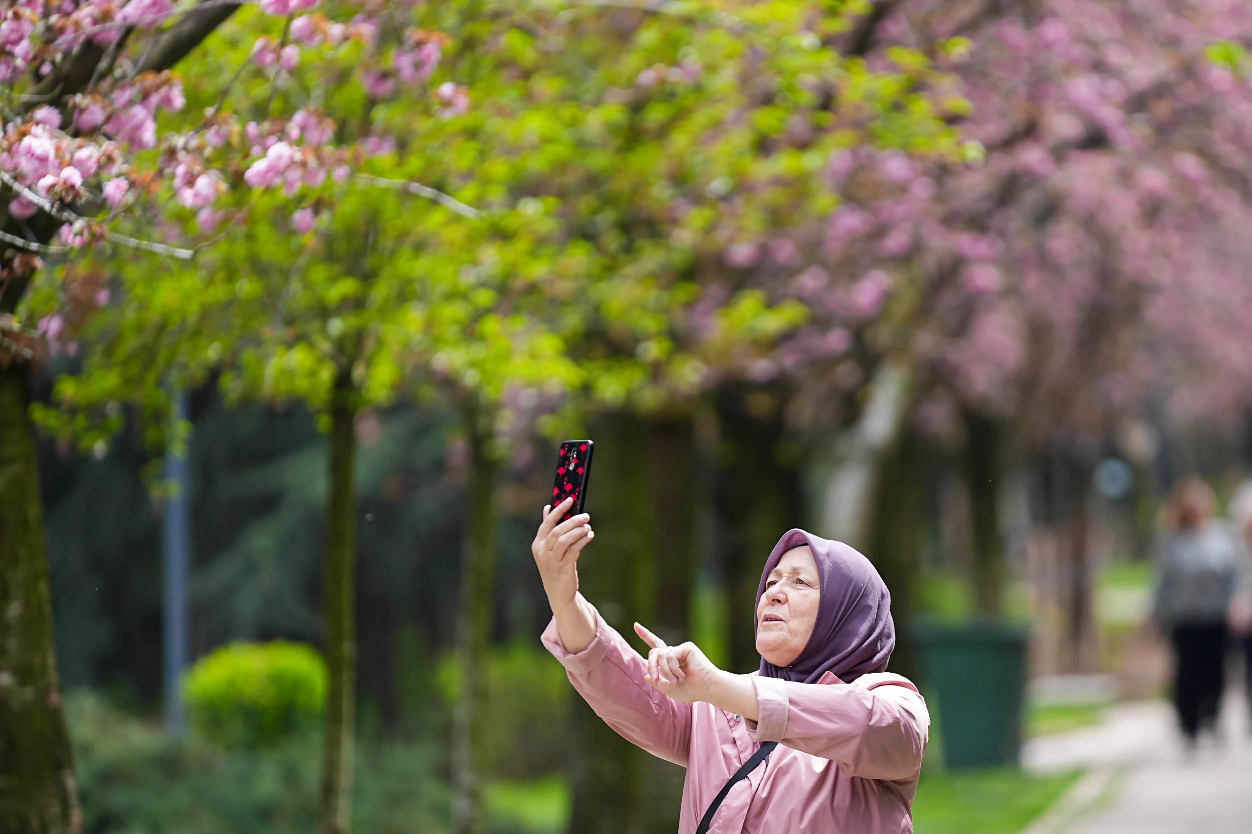Dikmen Vadisi’nde açan Japon kiraz çiçekleri, başkentte baharın simgesi haline