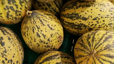 Kırkağaç Kavunu, AB’den coğrafi işaret tescili alarak dünya çapında koruma