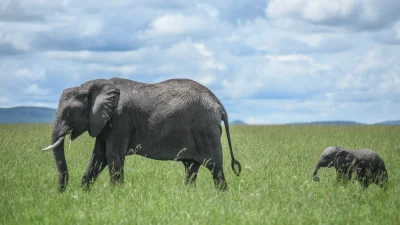 Tanzanya’dan Kenya’ya uzanan milyonlarca hayvanın göç yolculuğu, Maasai Mara’yı vahşi