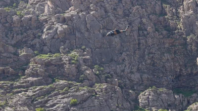 Hakkari’de pancar toplarken dağda kaybolan 74 yaşındaki Mehmet Kurt, sabaha