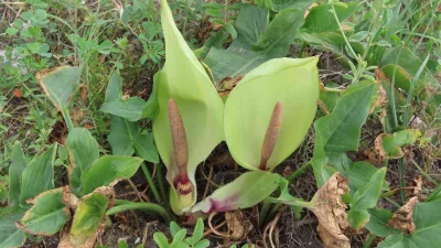 Hatay’ın Milleyha Sulak Alanı’nda keşfedilen yılan yastığı ailesine ait yeni