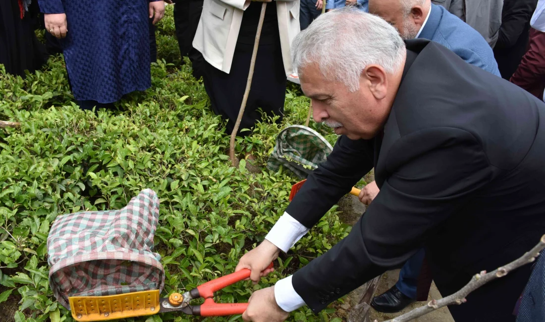 Türkiye çay üretiminin yüzde 23’ünü karşılayan Trabzon’da 2025 yaş çay