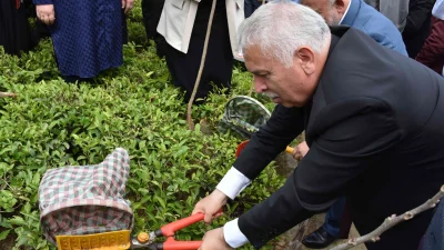 Türkiye çay üretiminin yüzde 23’ünü karşılayan Trabzon’da 2025 yaş çay