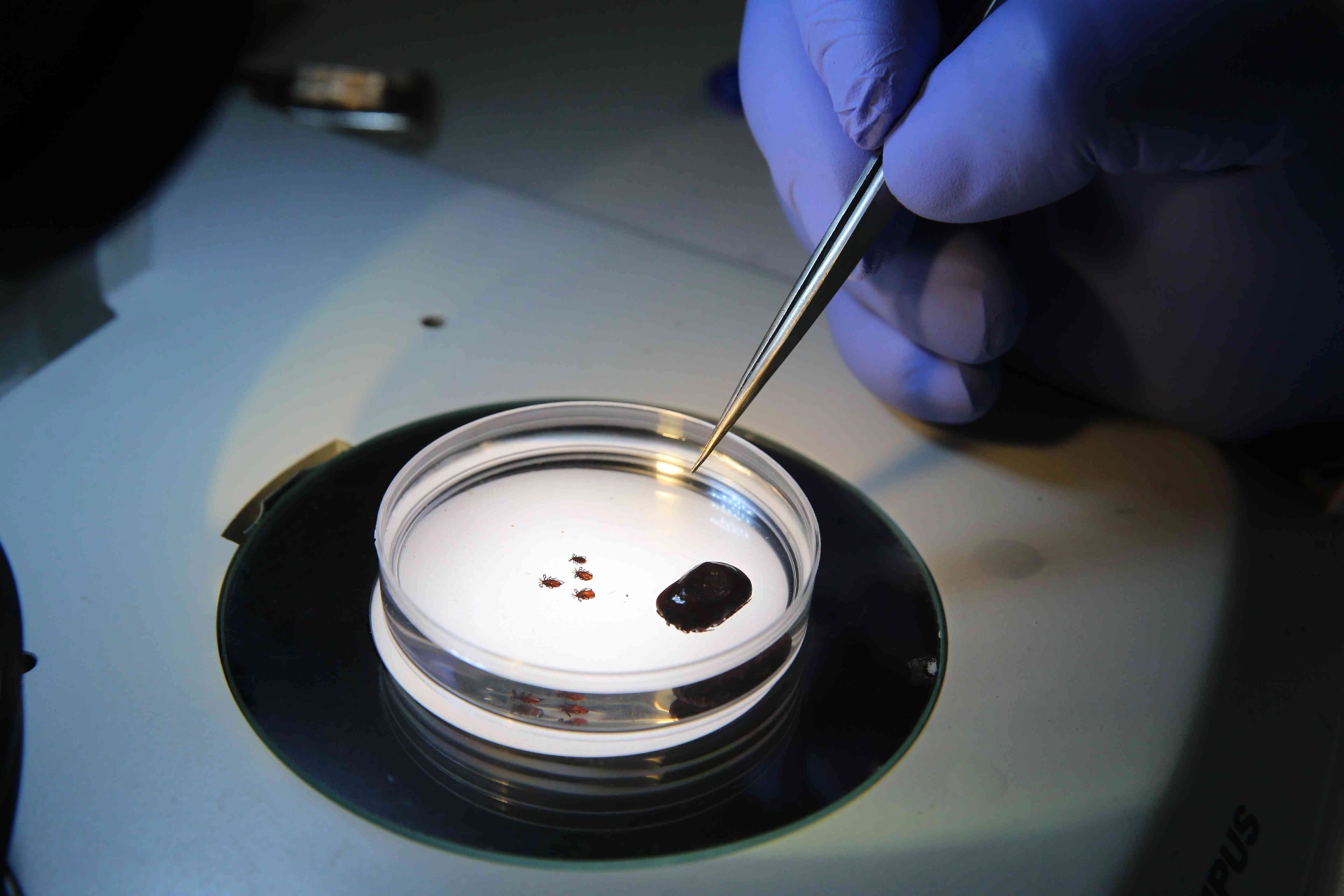 Prof. Dr. Adem Keskin, arazi sonrası vücut kene kontrolünün hayati