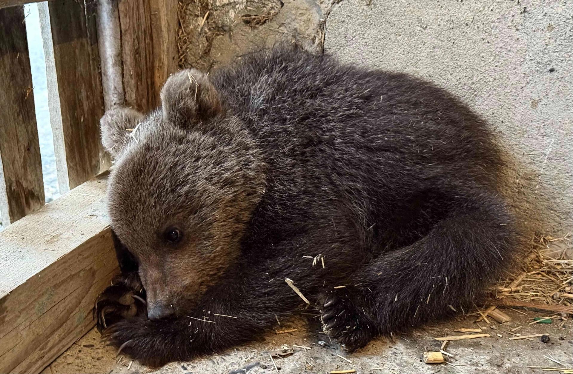 Sinop’un Türkeli ilçesinde doğada annesiz bulunan yavru ayı, duyarlı bir