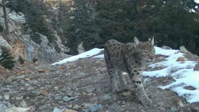 Akdeniz bölgesindeki yaban hayatı, Anadolu Parsı Projesi kapsamında kurulan fotokapanlarla