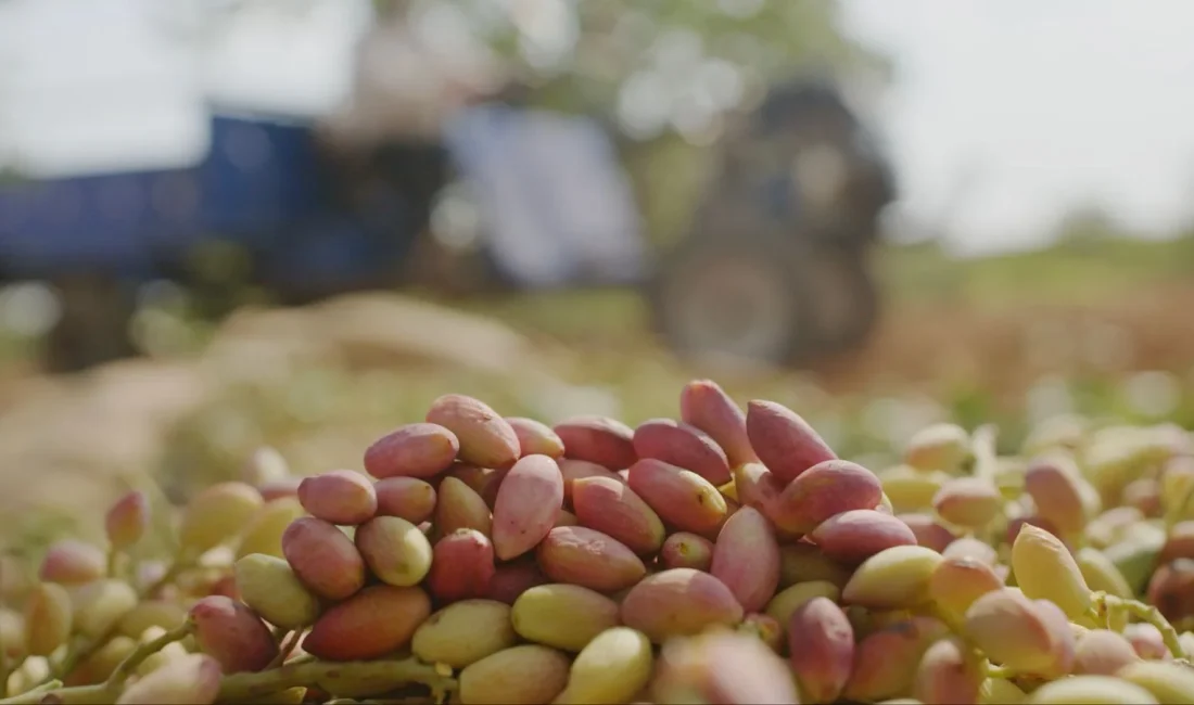  Tiryaki Agro, Gaziantep'teki tesisini büyüterek Antep fıstığında katma değerli