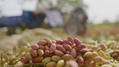  Tiryaki Agro, Gaziantep'teki tesisini büyüterek Antep fıstığında katma değerli