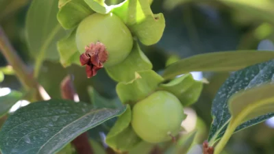 Siirt'te alternatif tarım ürünü olarak dikilen Trabzon hurması fidanları, 4