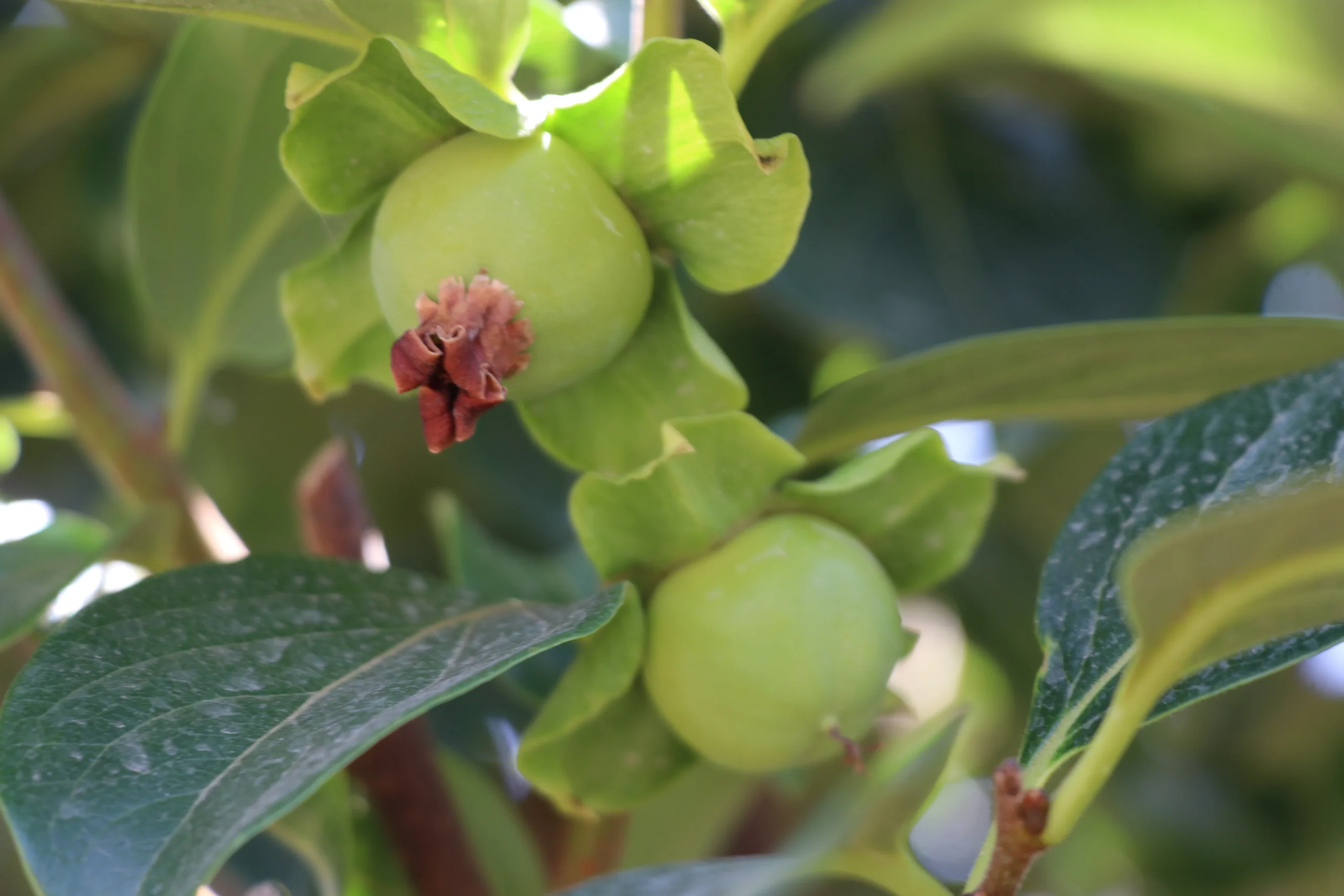 Siirt'te alternatif tarım ürünü olarak dikilen Trabzon hurması fidanları, 4