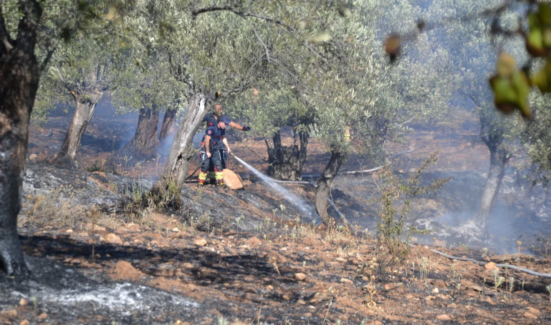 Balıkesir Ayvalık’ta Zeytinlik Yangını Kısa Sürede Söndürüldü Ayvalık'ta bir sitedeki zeytinlik alanda çıkan yangın, ekiplerin müdahalesiyle
