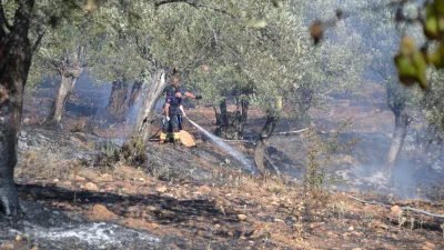  Ayvalık'ta bir sitedeki zeytinlik alanda çıkan yangın, ekiplerin müdahalesiyle