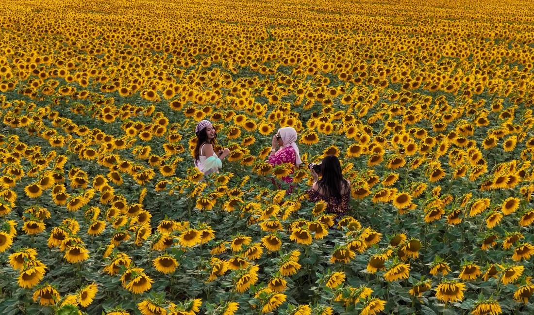 Karaman’da sarı ve yeşilin büyüleyici tonlarına bürünen ayçiçeği tarlaları, doğal
