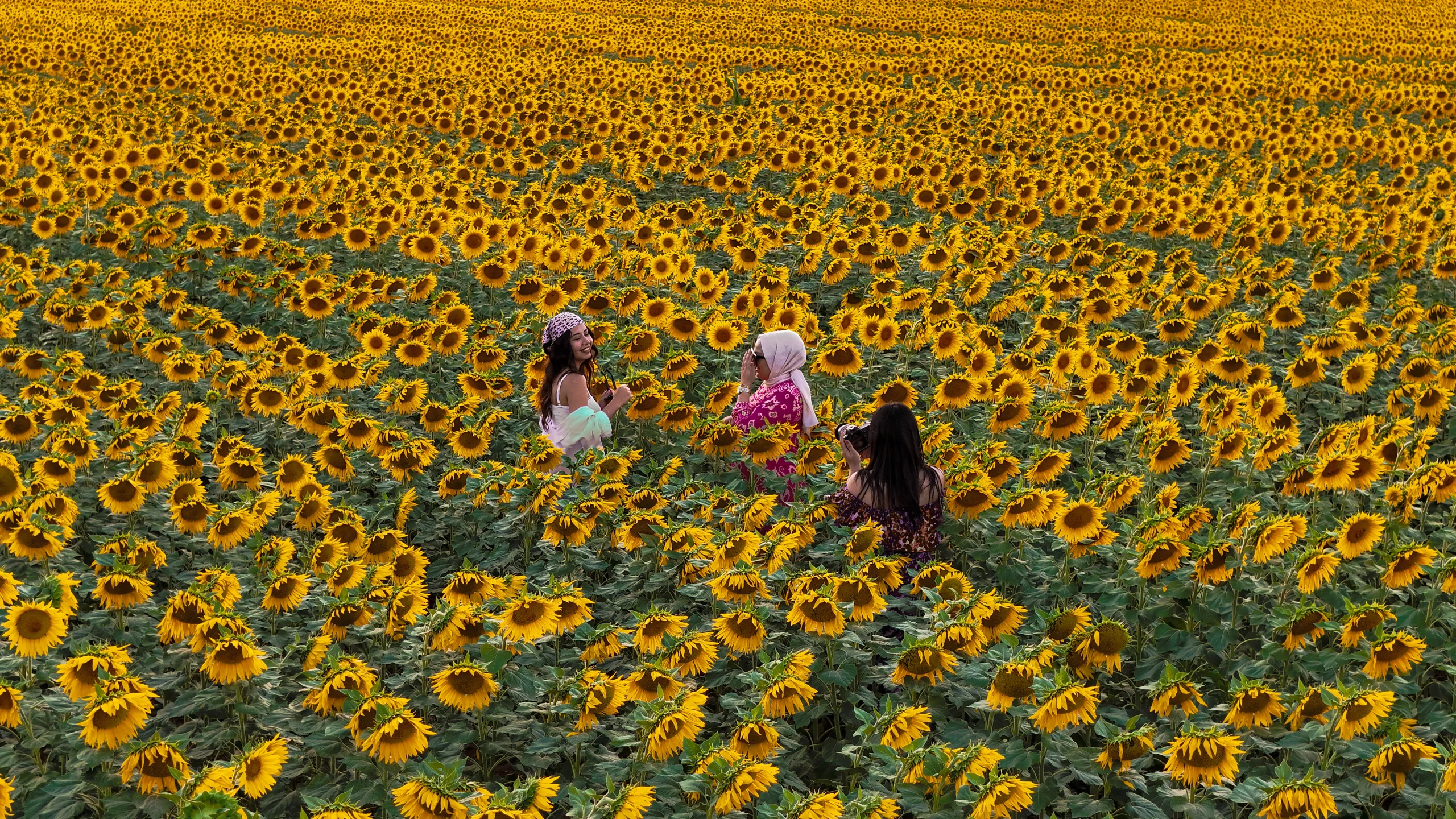 Karaman’da sarı ve yeşilin büyüleyici tonlarına bürünen ayçiçeği tarlaları, doğal