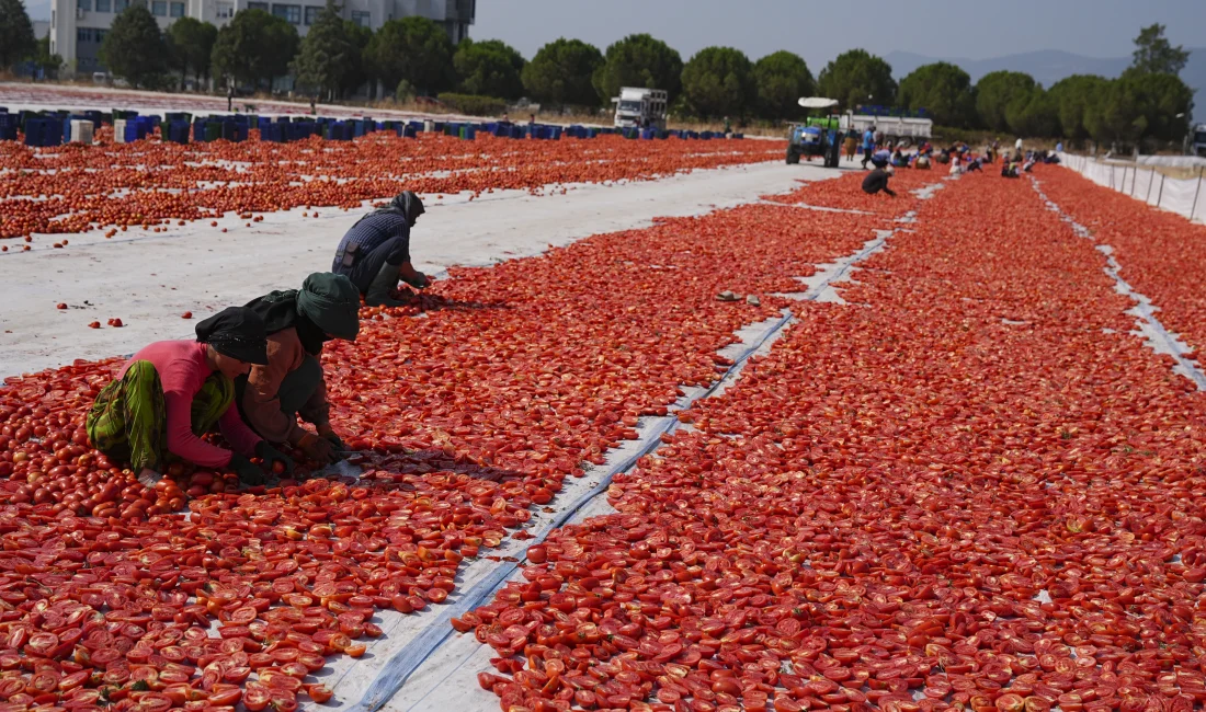 İzmir’de Kavurucu Sıcaklarda Kuru Domates Mesaisi Başladı İzmir’in Torbalı Ovası’nda domatesler güneş altında kurutularak dünya pazarlarına hazırlanıyor.