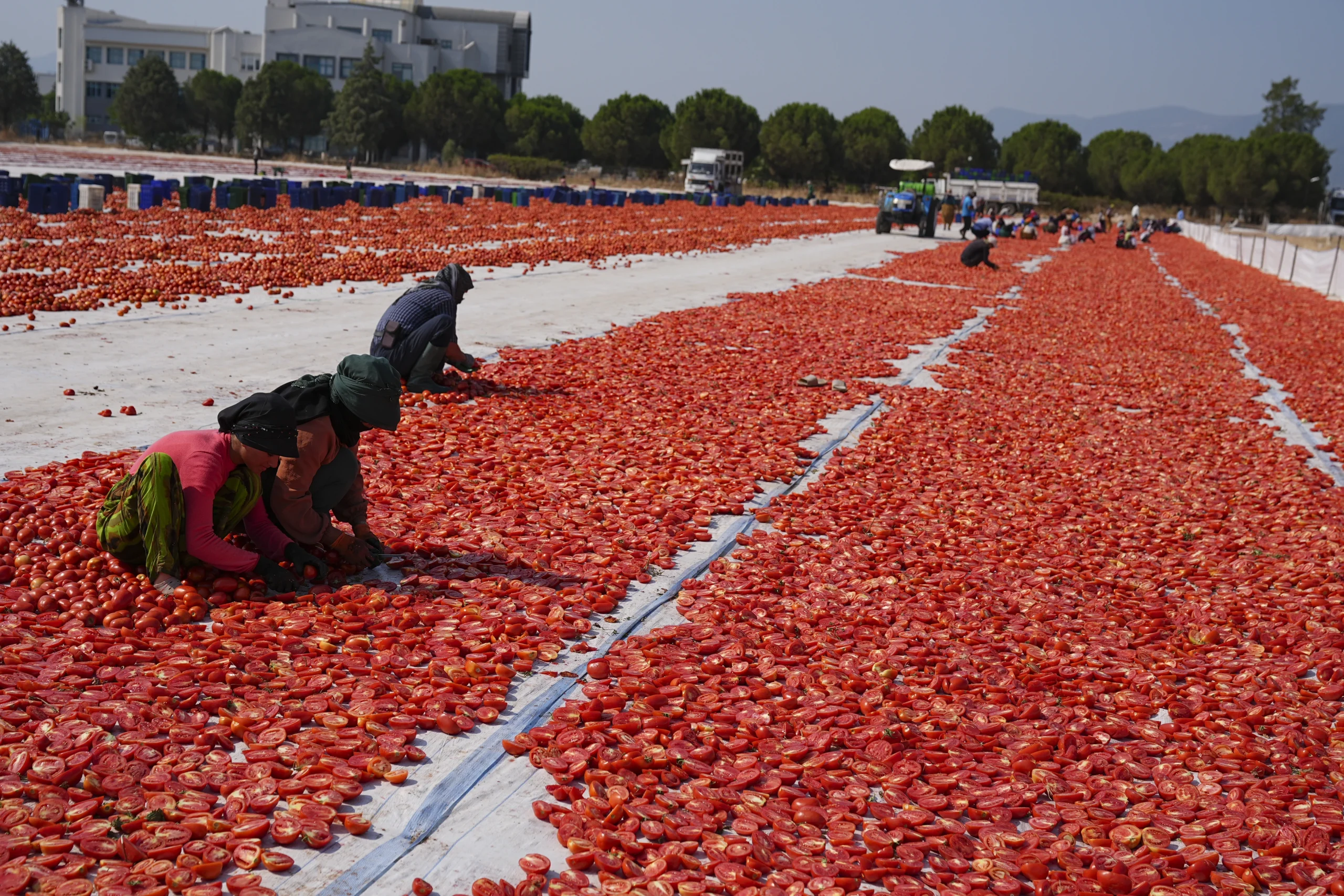 İzmir’in Torbalı Ovası’nda domatesler güneş altında kurutularak dünya pazarlarına hazırlanıyor.