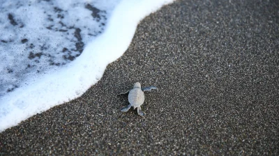 Mersin Davultepe 100. Yıl Tabiat Parkı’nda yumurtadan çıkan yeşil deniz