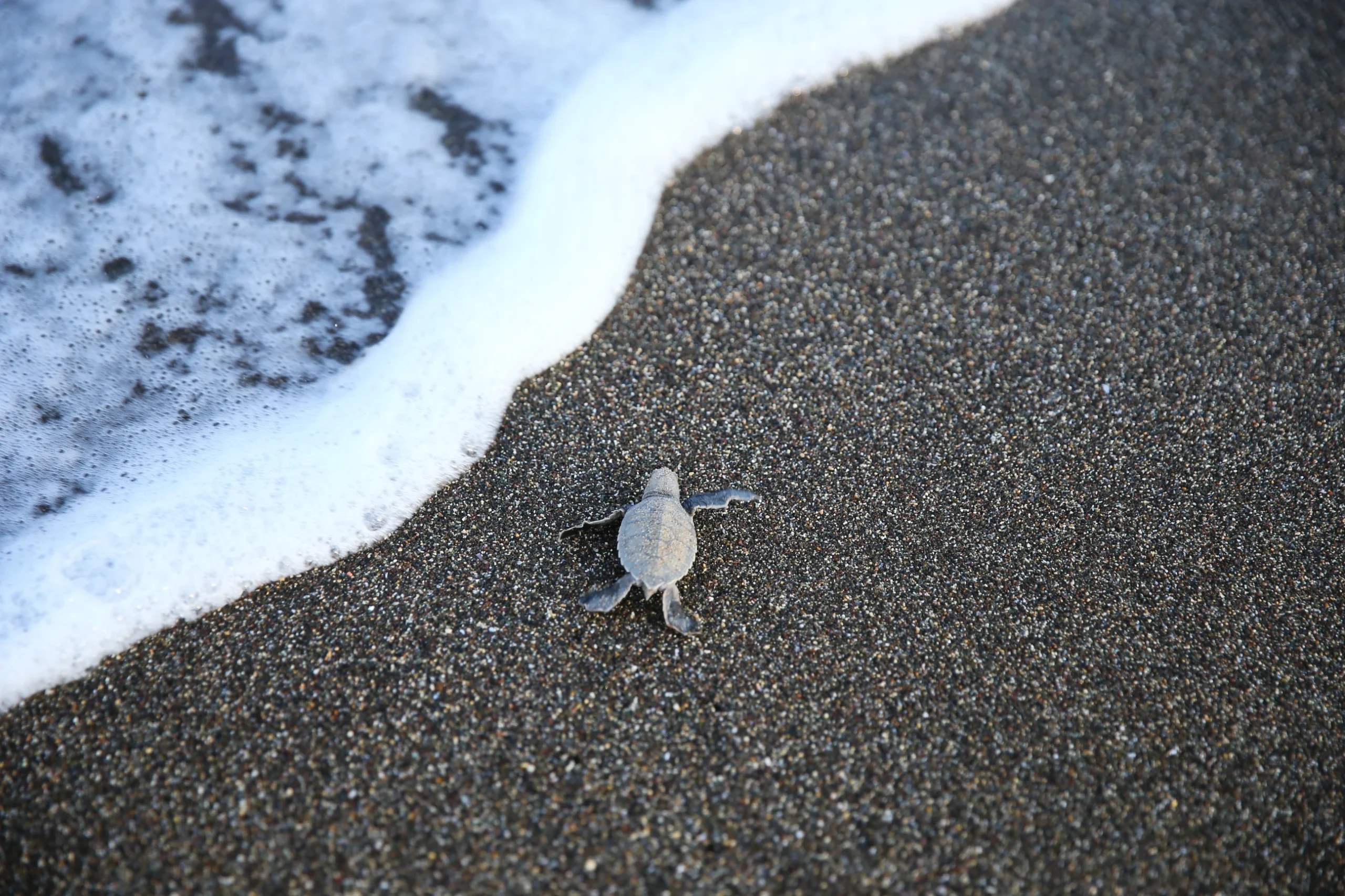 Mersin Davultepe 100. Yıl Tabiat Parkı’nda yumurtadan çıkan yeşil deniz