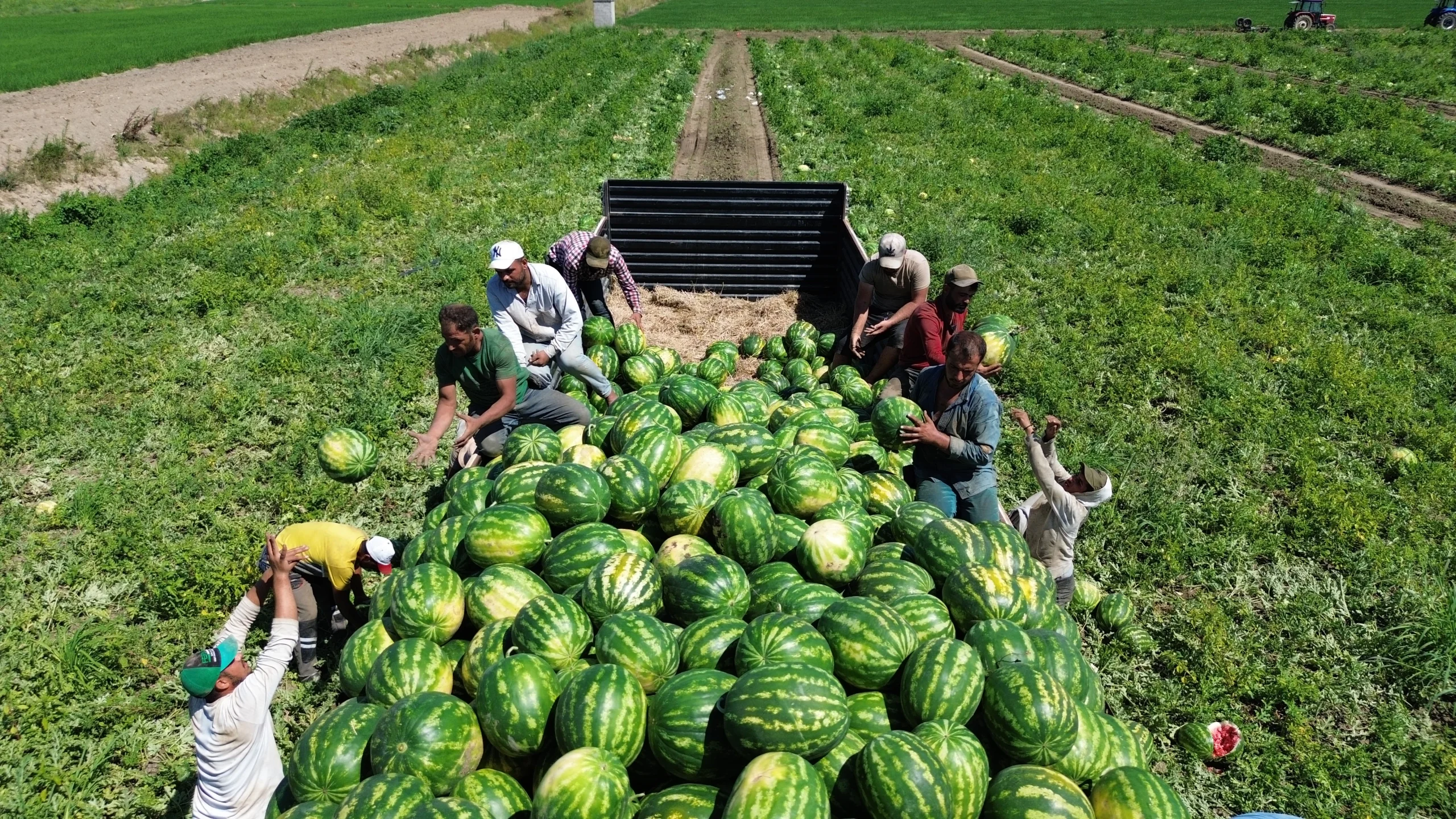 Samsun’un verimli Bafra Ovası’nda karpuz hasadı hız kesmeden devam ederken,