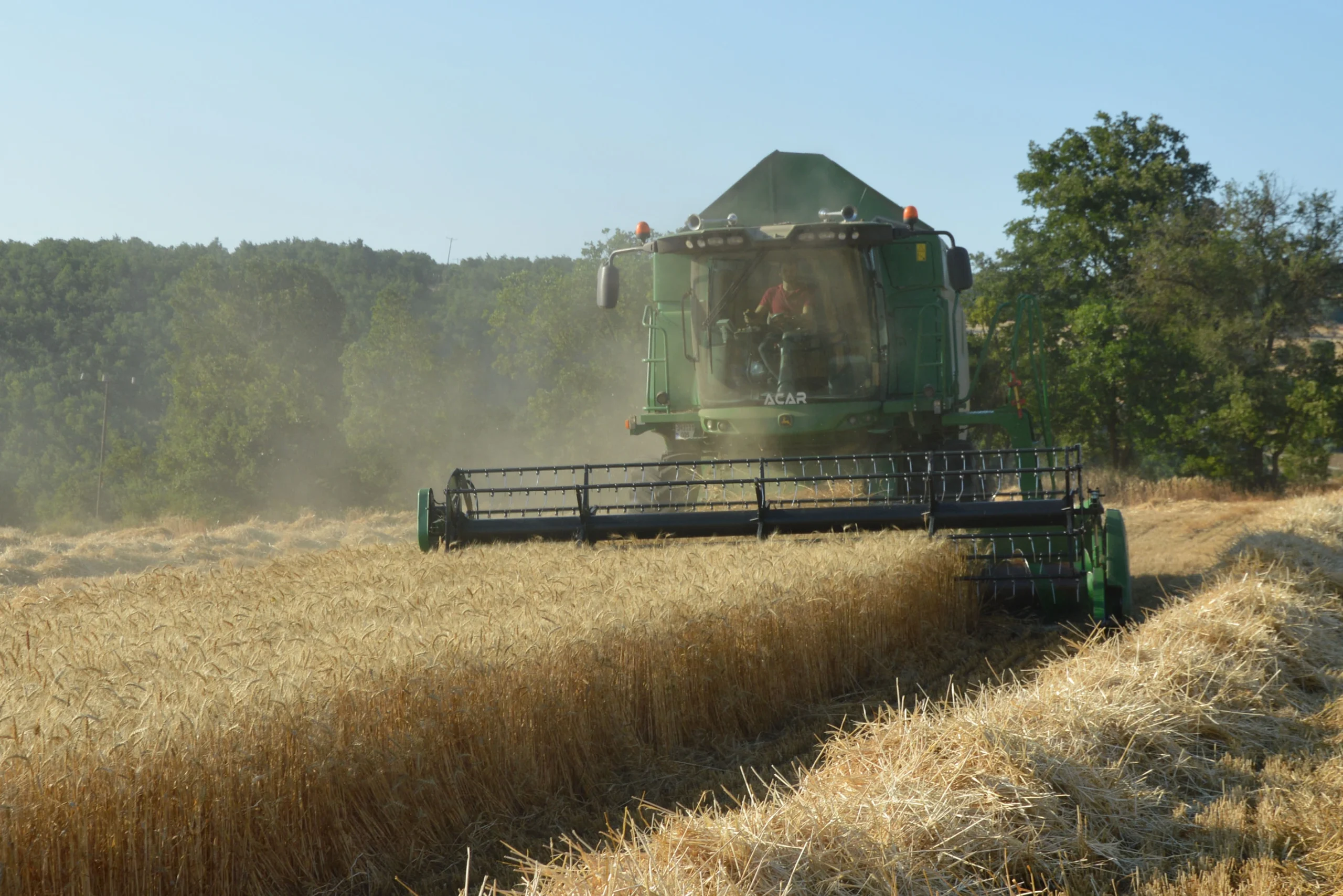 Samsun’un Havza ilçesinde 190 bin dekar alanda yürütülen buğday hasadında