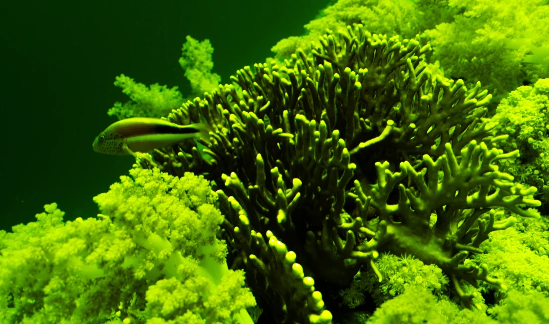 Kızıldeniz’in derinliklerinde, deniz canlılarının yaydığı biyolüminesans ışık, balıkgözüyle yapılan özel