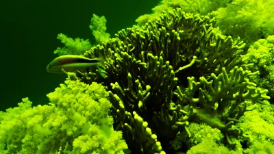 Kızıldeniz’in derinliklerinde, deniz canlılarının yaydığı biyolüminesans ışık, balıkgözüyle yapılan özel