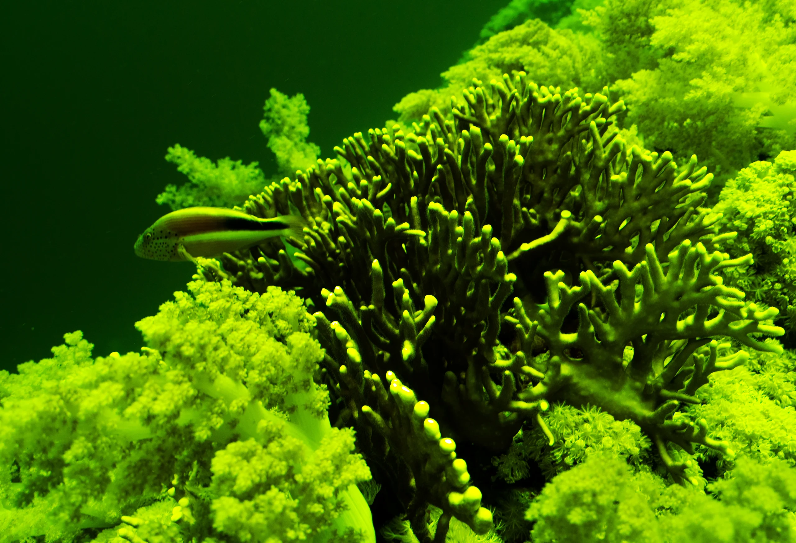 Kızıldeniz’in derinliklerinde, deniz canlılarının yaydığı biyolüminesans ışık, balıkgözüyle yapılan özel