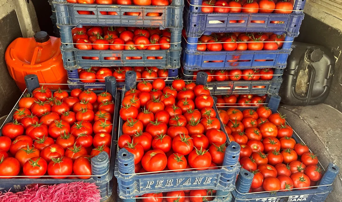 Yüksek rakımlı Sorkun ve Kuzukulağı yaylalarında üretilen örtü altı domates,