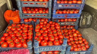 Yüksek rakımlı Sorkun ve Kuzukulağı yaylalarında üretilen örtü altı domates,