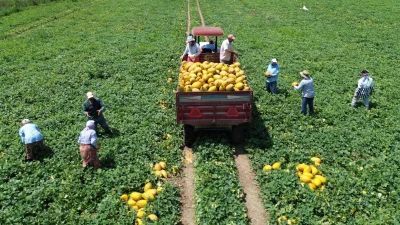 Bafra Ovası'nda kavun hasadı hız kesmeden devam ederken, bu yıl