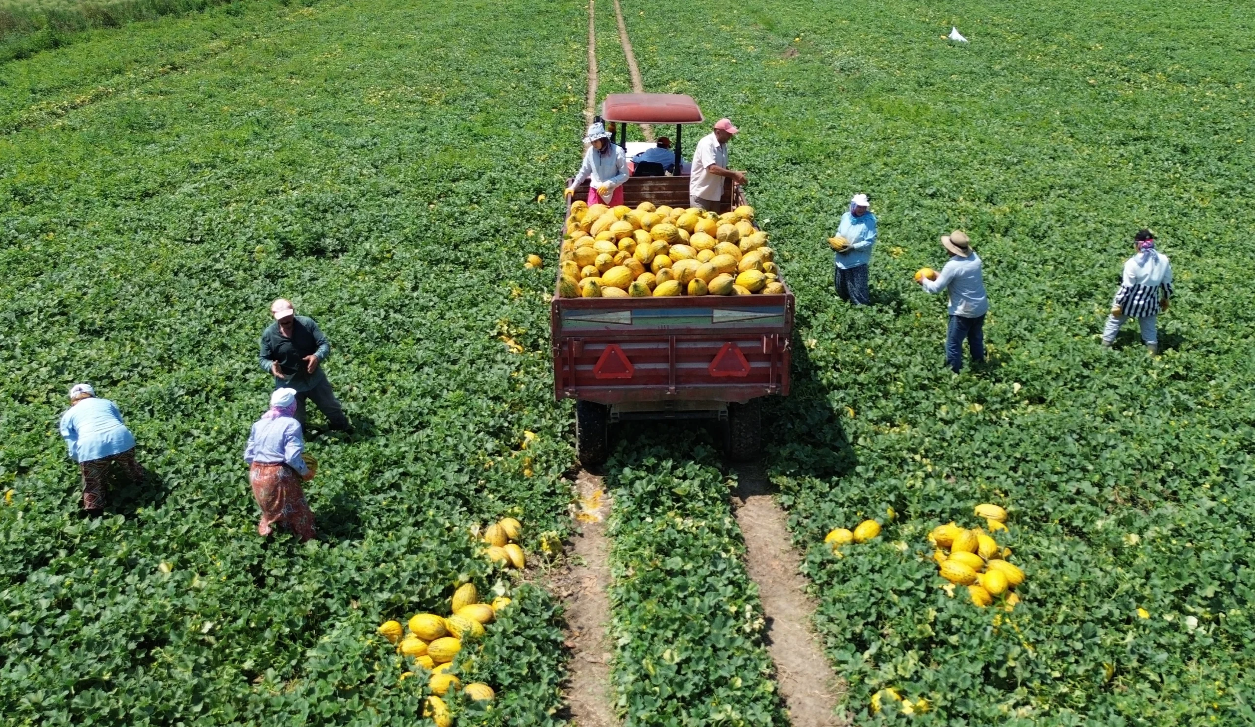 Bafra Ovası'nda kavun hasadı hız kesmeden devam ederken, bu yıl