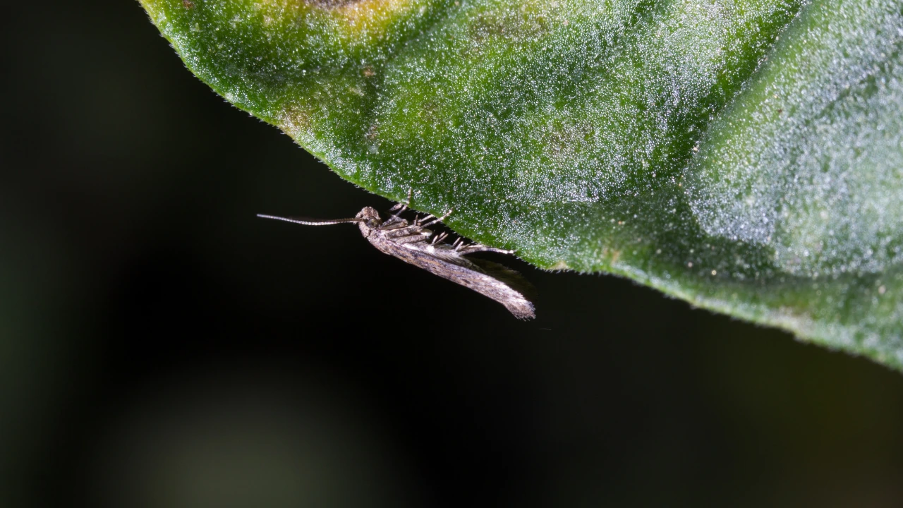 Dişi güveler, stres sinyali yayan bitkilere yumurta bırakmaktan kaçınıyor.
