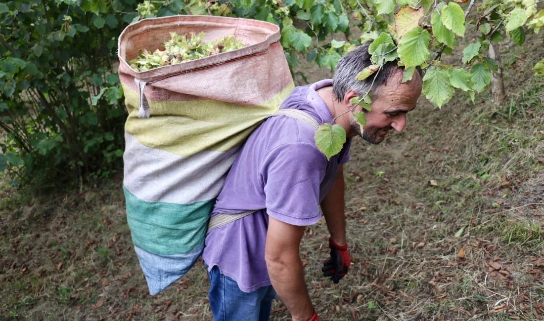 Fındığın ana vatanı Karadeniz’de üreticiler, 3 Ağustos’ta başlayan hasat dönemiyle