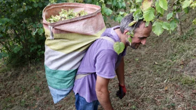 Fındığın ana vatanı Karadeniz’de üreticiler, 3 Ağustos’ta başlayan hasat dönemiyle