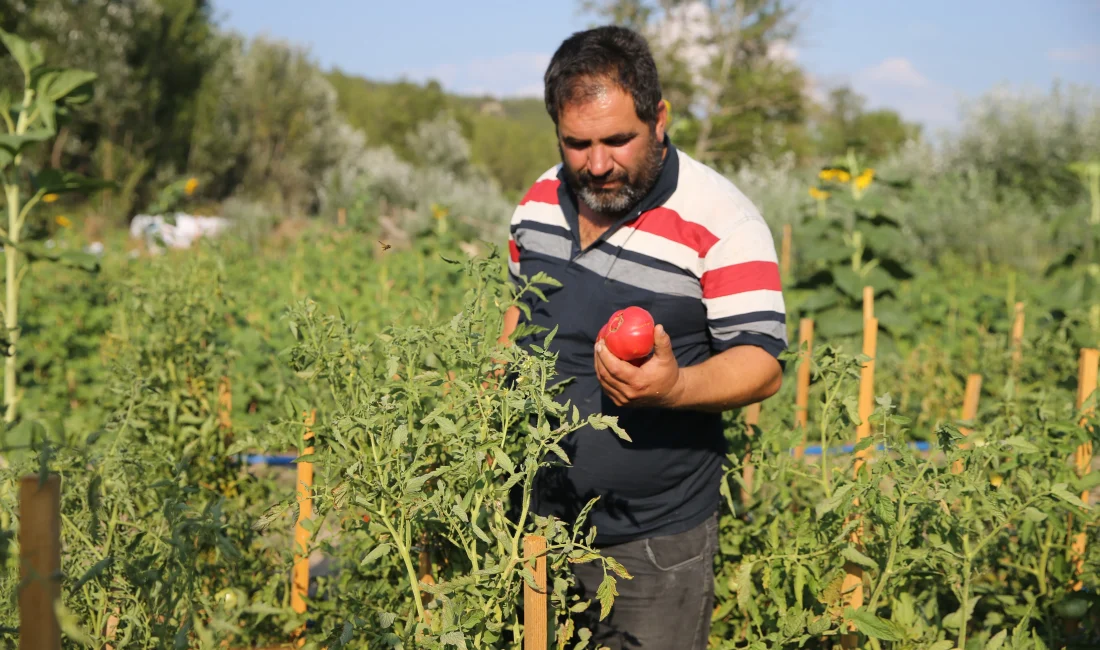 Karabük’ün Safranbolu ilçesinde yetiştirilen, doğal üretimiyle öne çıkan coğrafi işaretli