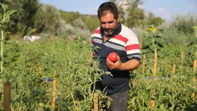 Karabük’ün Safranbolu ilçesinde yetiştirilen, doğal üretimiyle öne çıkan coğrafi işaretli
