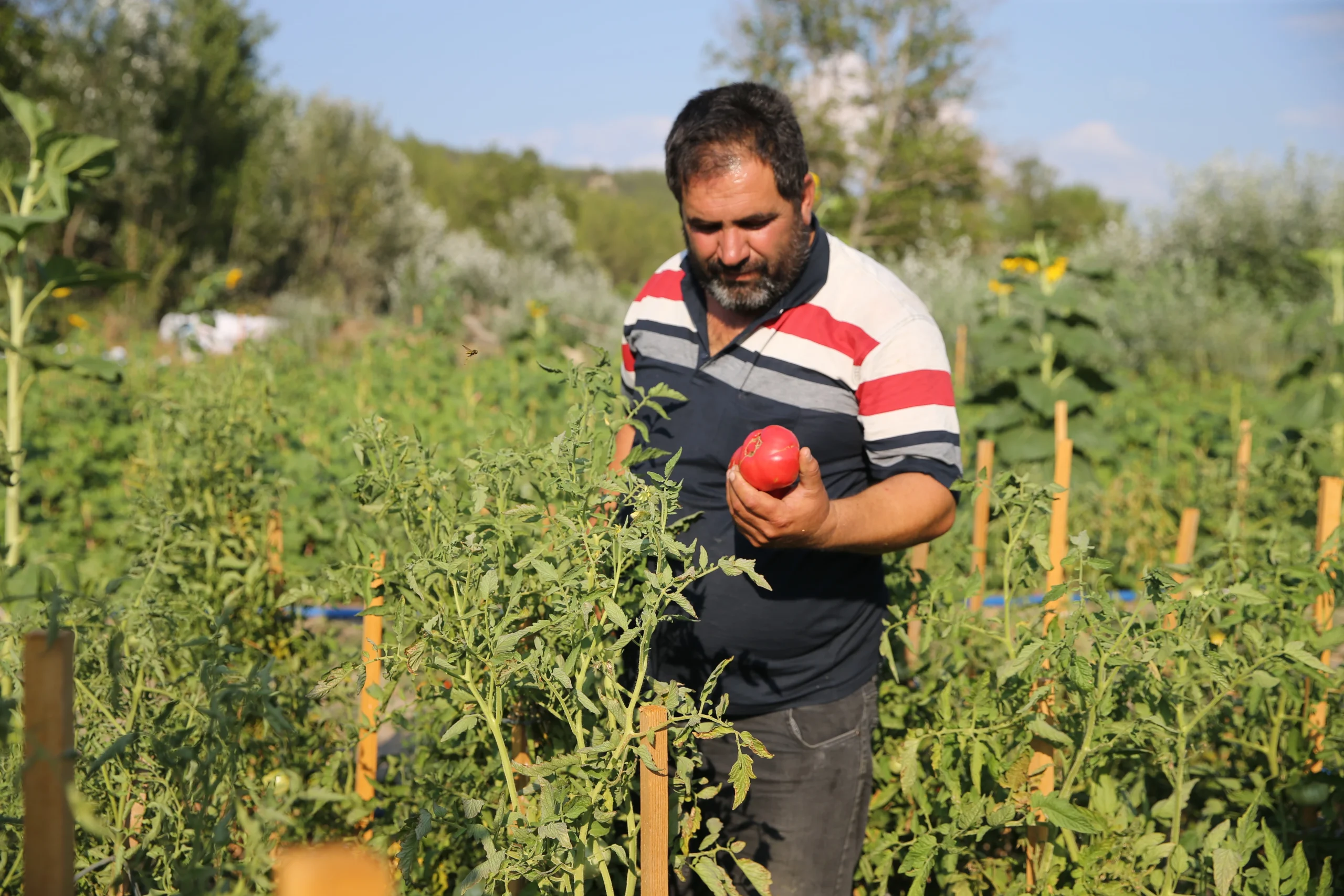 Karabük’ün Safranbolu ilçesinde yetiştirilen, doğal üretimiyle öne çıkan coğrafi işaretli