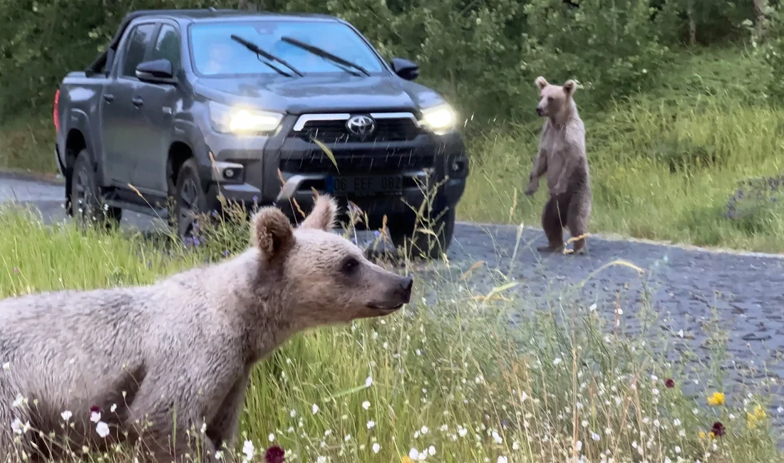 Bitlis Nemrut Kalderası'nda bozayılarla yakın temasa geçen ziyaretçilere, güvenlik riski