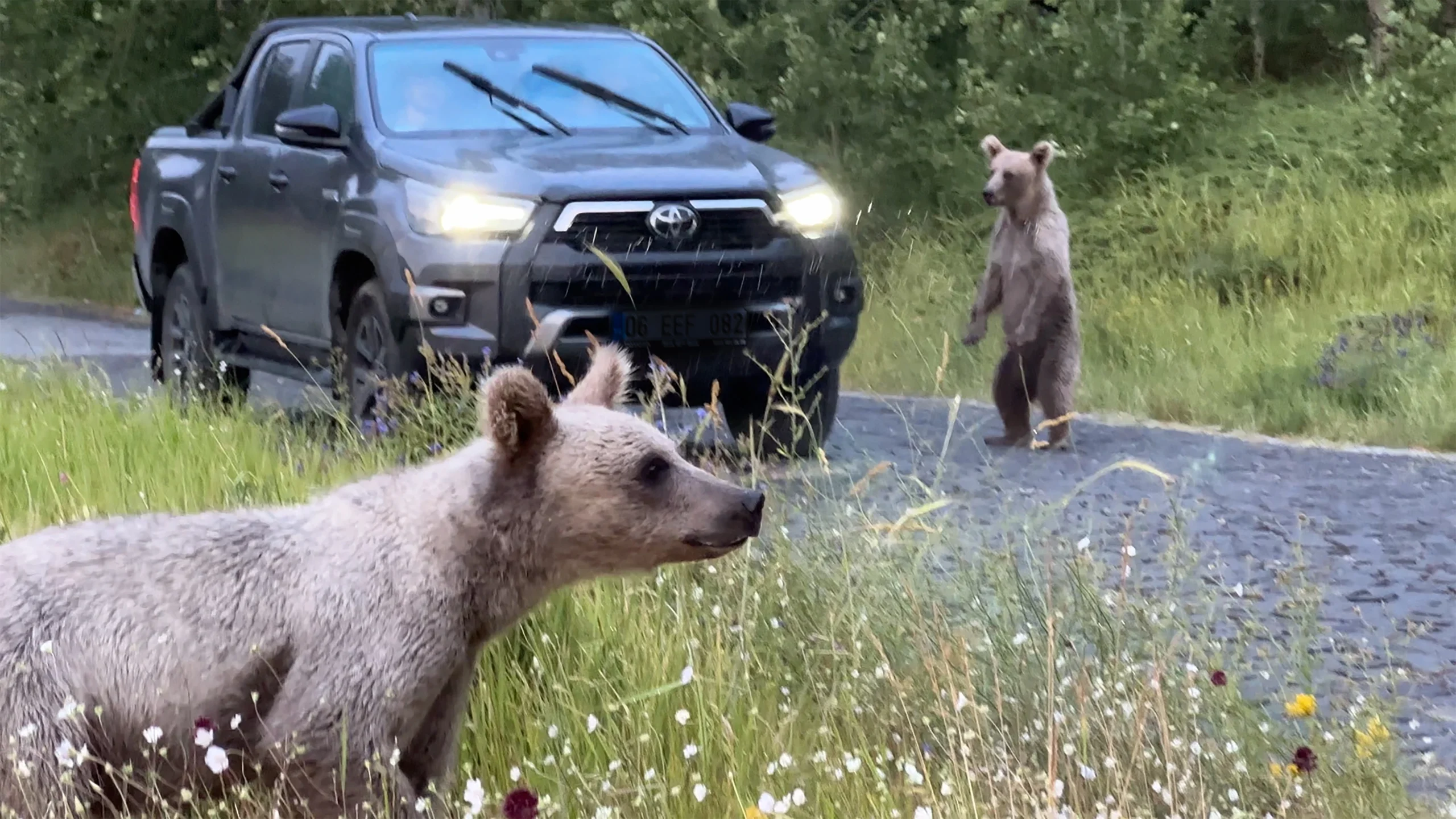 Bitlis Nemrut Kalderası'nda bozayılarla yakın temasa geçen ziyaretçilere, güvenlik riski
