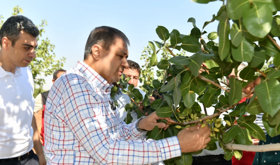 Şanlıurfa Valisi Hasan Şıldak, Bozova’da boz fıstık hasadına katıldı, üreticilere