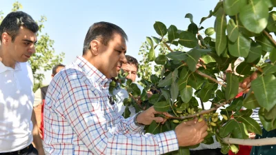 Şanlıurfa Valisi Hasan Şıldak, Bozova’da boz fıstık hasadına katıldı, üreticilere