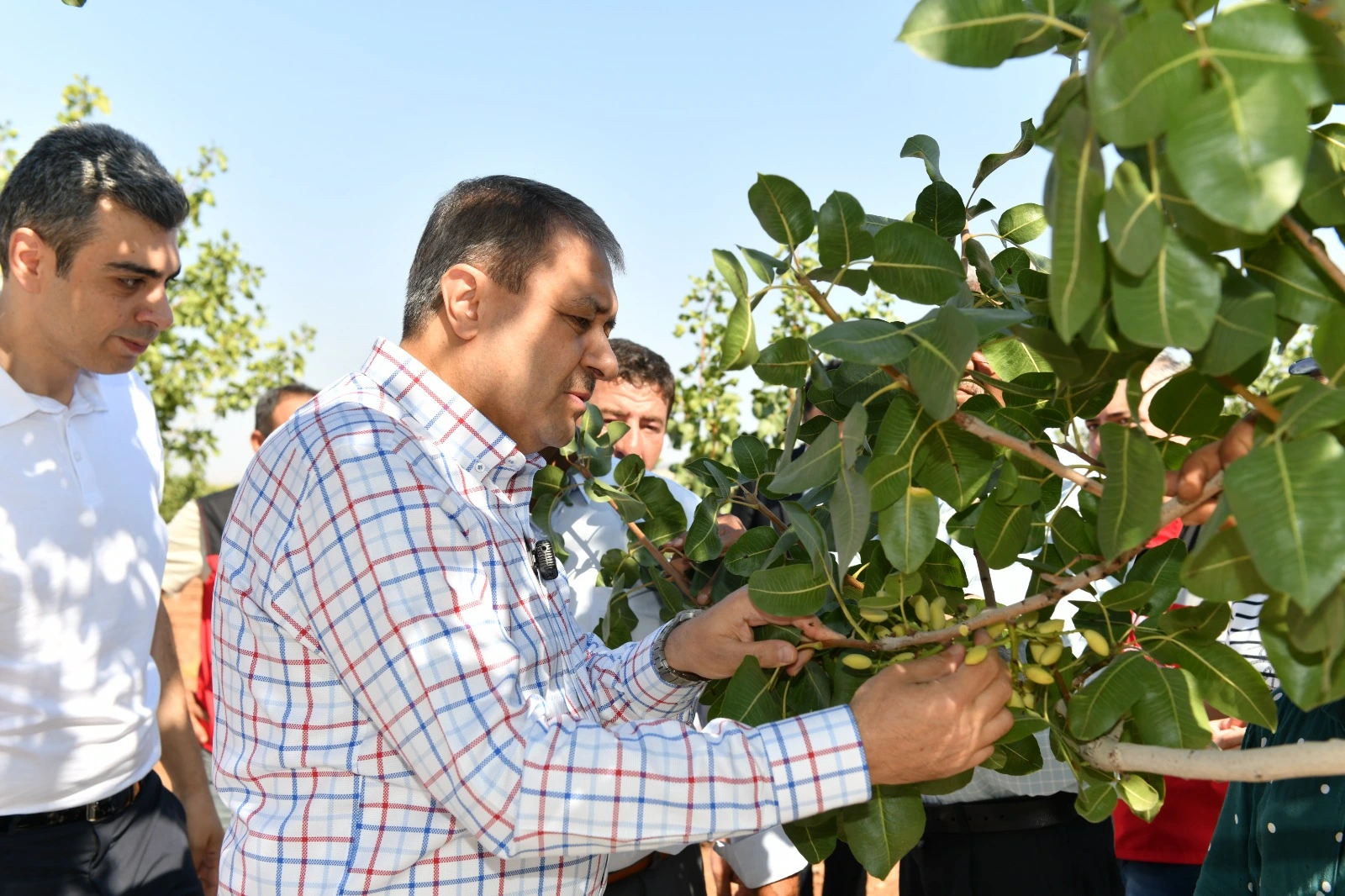 Şanlıurfa Valisi Hasan Şıldak, Bozova’da boz fıstık hasadına katıldı, üreticilere