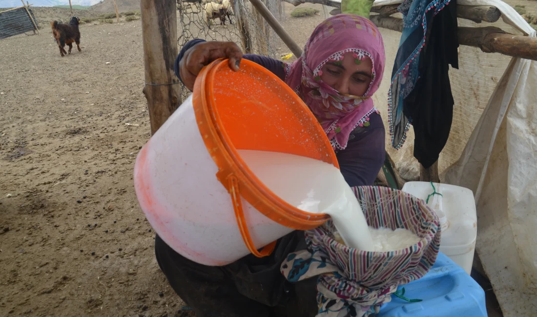 Muş’ta göçerler, yaylalarda sabahın erken saatlerinden geceye kadar süren zorlu