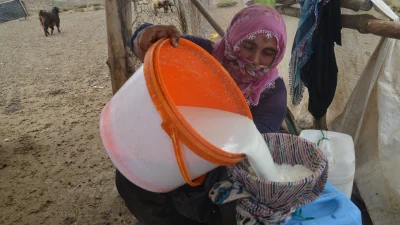 Muş’ta göçerler, yaylalarda sabahın erken saatlerinden geceye kadar süren zorlu