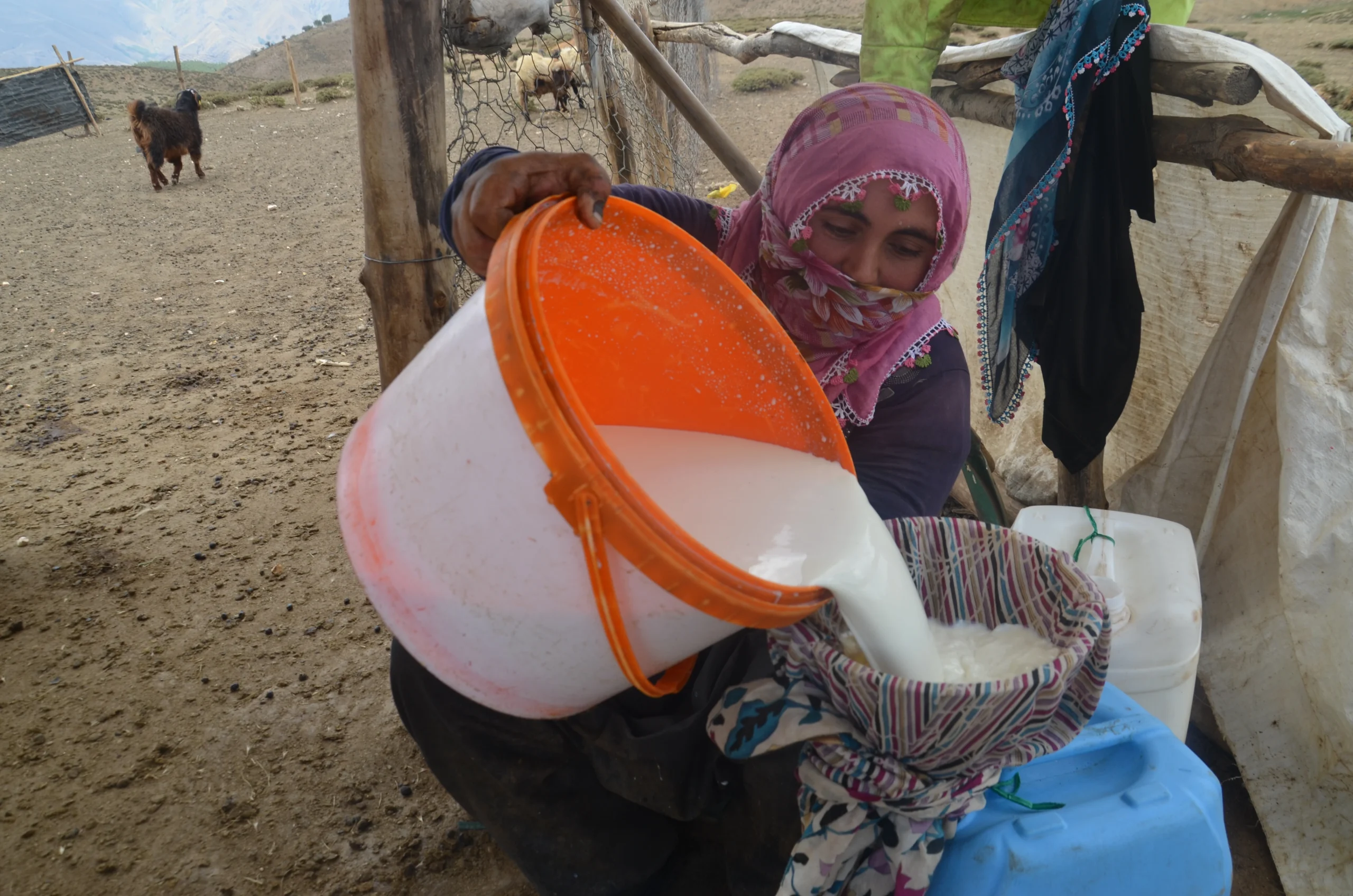Muş’ta göçerler, yaylalarda sabahın erken saatlerinden geceye kadar süren zorlu