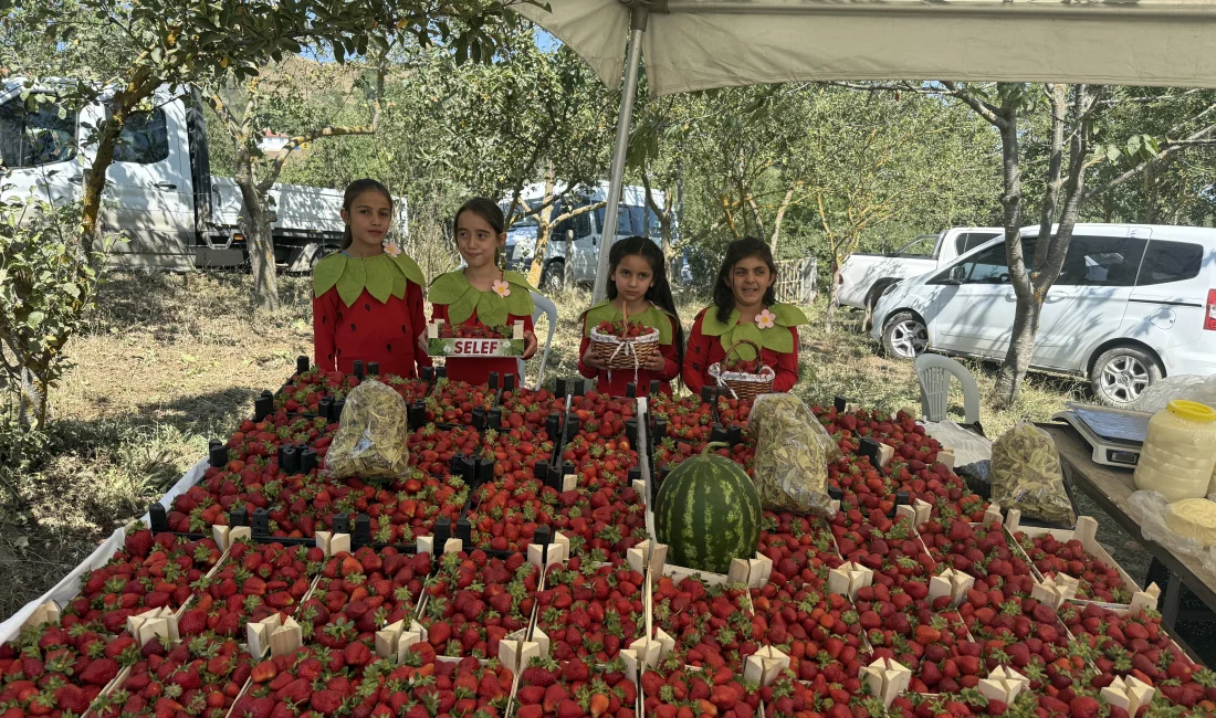 Alaçam’da üçüncüsü düzenlenen Dürtmen Yaylası Çilek Festivali, üreticilere verilen destekler