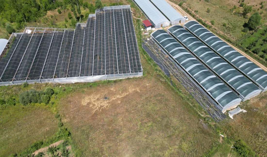 Aksu’da üretim alanı genişleyen ahududu, hem iç piyasada hem de