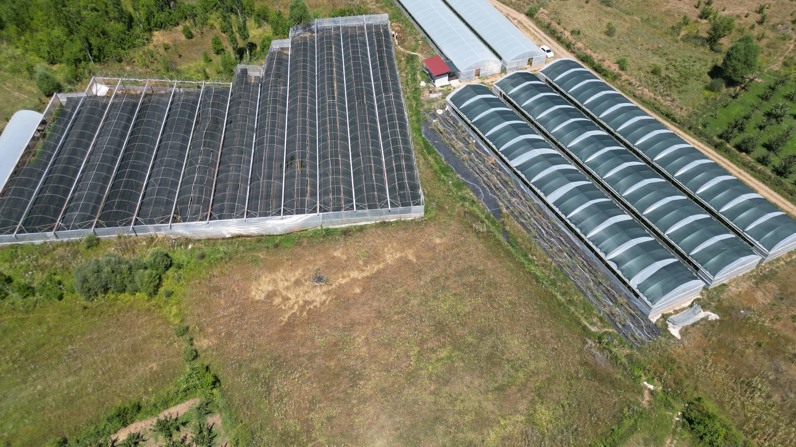 Aksu’da üretim alanı genişleyen ahududu, hem iç piyasada hem de