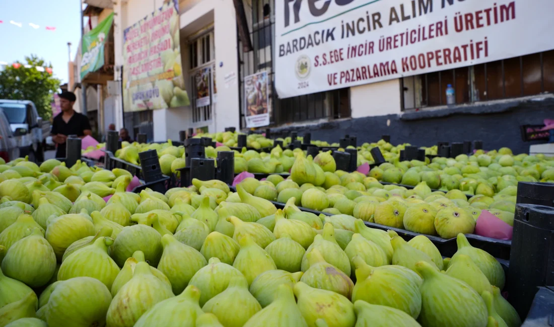 Torbalı’da üreticiler, Bardakçık incirini kooperatif çatısı altında pazarlayarak hem ürünün